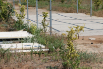 صور: موت العشرات من أشجار الحمضيات بمدينة يافا اثر اهمالها وعدم العناية بها 